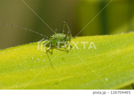 Closeup on a small nymph of the European speckled bush cricket, Leptophyes punctatissima Closeup on a small nymph of the European speckled bush cricket, Leptophyes punctatissima 126704465