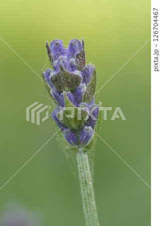 Close-up of a lavender flower bud, showing its intricate purple details and delicate green leaves against a smooth green backdrop. 126704467