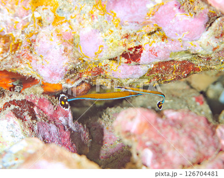 水中洞窟にいる、可愛いノコギリヨウジ（ヨウジウオ科）。 ヒリゾ浜中木南伊豆町伊豆半島静岡県2024 126704481