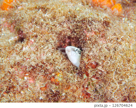 穴から顔を出す、可愛いニセクロスジギンポ（イソギンポ科）。ヒリゾ浜中木南伊豆町伊豆半島静岡県2024 126704624