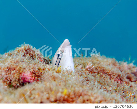 穴から顔を出す、可愛いニセクロスジギンポ(イソギンポ科)。ヒリゾ浜中木南伊豆町伊豆半島静岡県2024 穴から顔を出す、可愛いニセクロスジギンポ(イソギンポ科)。ヒリゾ浜中木南伊豆町伊豆半島静岡県2024 126704630