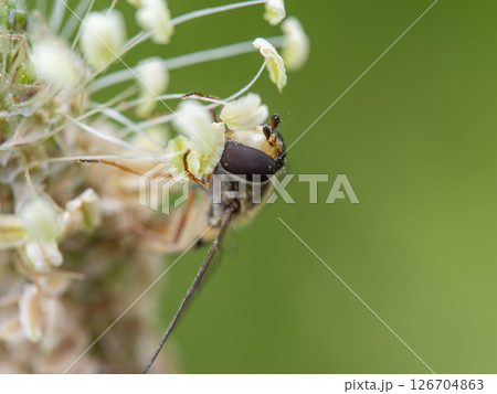 花の花粉を食べるハナアブ 126704863