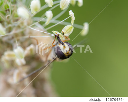 花の花粉を食べるハナアブ 126704864