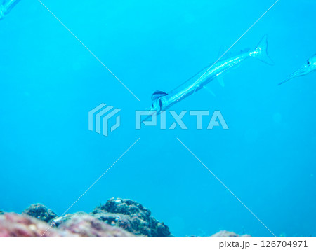 ホンソメワケベラのクリーニングを受ける大きなオキザヨリ。 ヒリゾ浜中木南伊豆町伊豆半島静岡県2024 126704971