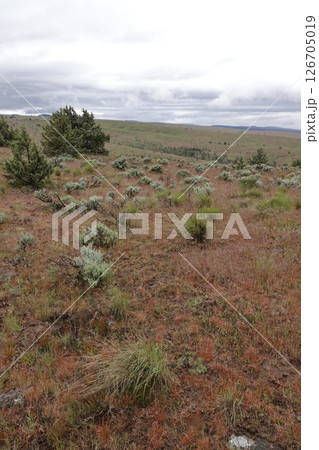 Vast Open Landscape with Sparse Vegetation 126705019