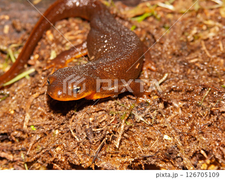 Closeup on an adult of the very toxic Pacific Rough-skinned newt, Taricha granulosa 126705109