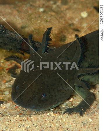 Underwater closeup on a wild type colored neotenic , gilled, Mexican Axolotl, Ambystoma mexicanum Underwater closeup on a wild type colored neotenic , gilled, Mexican Axolotl, Ambystoma mexicanum 126705185
