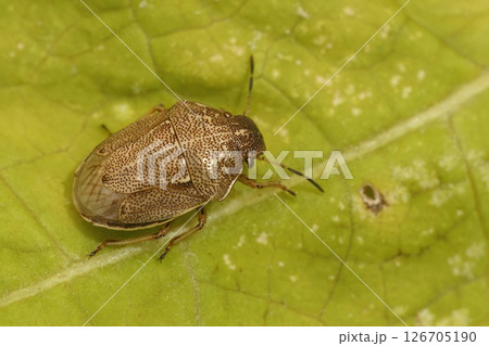 Closeup on a rare Small Grass Shieldbug, Neottiglossa pusilla 126705190