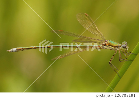 Closeup on a Small spreadwing damselfly, Lestes virens perched in vegetation Closeup on a Small spreadwing damselfly, Lestes virens perched in vegetation 126705191