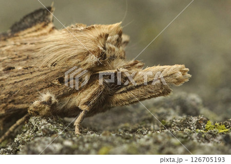 Extreme closeup on the Pale Prominent owlet moth, Pterostoma palpina on wood Extreme closeup on the Pale Prominent owlet moth, Pterostoma palpina on wood 126705193