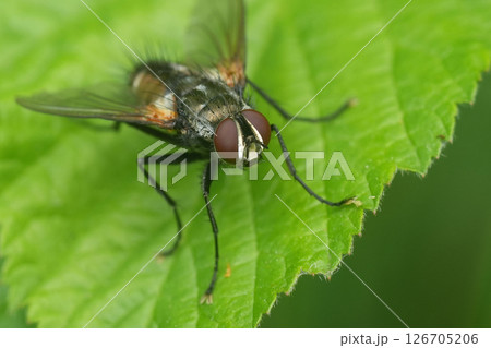 Closeup on the Red-sided Parasite Tachinid fly, Eriothrix rufomaculatus on a green leaf Closeup on the Red-sided Parasite Tachinid fly, Eriothrix rufomaculatus on a green leaf 126705206