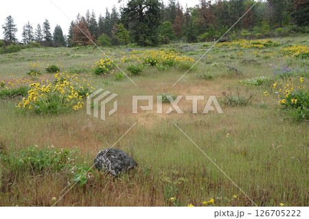 Serene Meadow with Wildflowers and Trees at Columbia river Gorge, Oregon . Serene Meadow with Wildflowers and Trees at Columbia river Gorge, Oregon . 126705222
