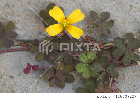 Closeup on a yellow flower of the creeping woodsorrel, procumbent yellow sorrel, Oxalis corniculata Closeup on a yellow flower of the creeping woodsorrel, procumbent yellow sorrel, Oxalis corniculata 126705227