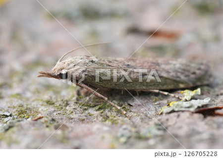 Closeup on a bumble bee wax moth, Aphomia sociella 126705228