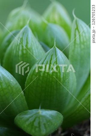 Extreme closeup on the fleshy leaves of a small African Haworthia succulent 126705233