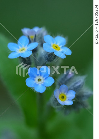 Closeup on the small blue flowers of the early forget-me-not, Myosotis ramosissima 126705234