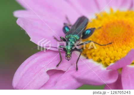 Closeup on the metallic green swollen-thighed or  thick-legged false oil beetle Oedemera nobilis on a pink flower 126705243