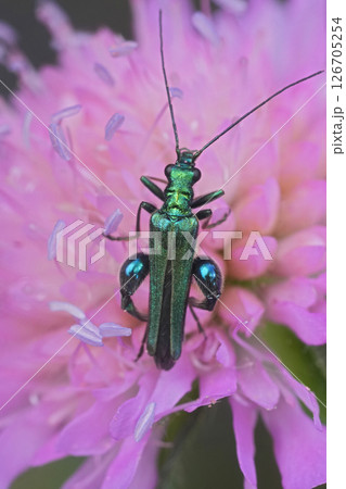 Closeup on the metallic green swollen-thighed or thick-legged false oil beetle Oedemera nobilis on a pink flower Closeup on the metallic green swollen-thighed or thick-legged false oil beetle Oedemera nobilis on a pink flower 126705254