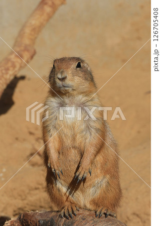 Closeup on a Black-tailed prairie dog , Cynomys ludovicianus standing tall on the outlook Closeup on a Black-tailed prairie dog , Cynomys ludovicianus standing tall on the outlook 126705408