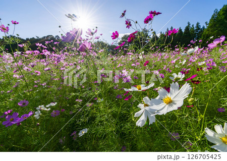 コスモスのある風景 126705425