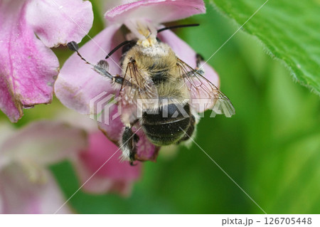 Closeup on a female Anthophora dufourii solitary bee, collecting nectar from a European forest bastard balsam , Melittis melissophyllum 126705448