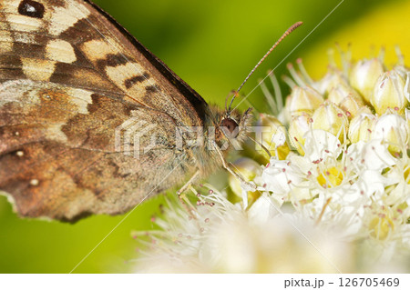 Close-up of a butterfly with intricate wing patterns, perched on a cluster of small white flowers, with a blurred green background. Close-up of a butterfly with intricate wing patterns, perched on a cluster of small white flowers, with a blurred green background. 126705469