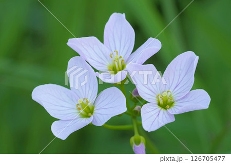 Closeup on a flowering mayflower or milkmaids, Cardamine pratensis in the wild Closeup on a flowering mayflower or milkmaids, Cardamine pratensis in the wild 126705477