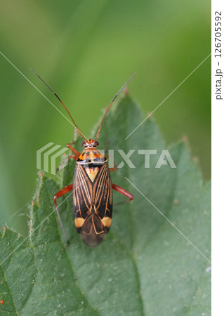 Closeup on a colorful Striped Oak Bug , Rhabdomiris striatellus on a green leaf Closeup on a colorful Striped Oak Bug , Rhabdomiris striatellus on a green leaf 126705592
