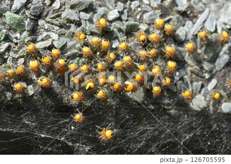 Closeup on a group of fresh hathced young Common garden spiders, Araneus diadematus 126705595
