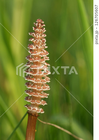 Closeup on an emerging Common horsetail plant, Equisetum arvense Closeup on an emerging Common horsetail plant, Equisetum arvense 126705607