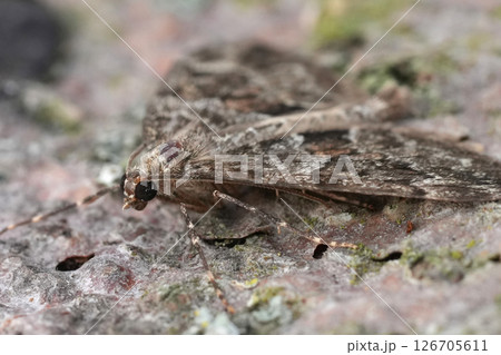 Closeup on a Spruce Carpet moth, Thera britannica 126705611