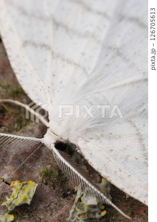 Extreme closeup on a Common White Wave geometer moth, Cabera pusaria with spread wings 126705613