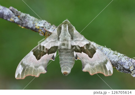 Closeup on the Lime Hawk-moth, Mimas tilae with spread wings on a twig Closeup on the Lime Hawk-moth, Mimas tilae with spread wings on a twig 126705614