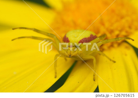 Camouflaged crab spider blending into a yellow flower. The spider has red markings on its abdomen. Macro shot of a small insect. 126705615
