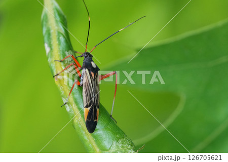 Closeup on the colorful Fine Streaked Bugkin shield bug, Miris striatus on a green oak leaf 126705621