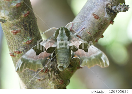 Closeup on a large male Lime Hawk-moth, Mimas tilae under a tree with spread wings Closeup on a large male Lime Hawk-moth, Mimas tilae under a tree with spread wings 126705623