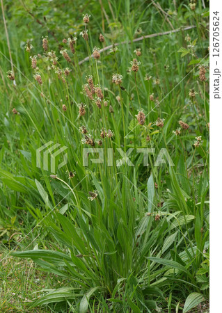 Vertical closeup on a English plantain or lamb's tongue wildflower, Plantago lanceolata Vertical closeup on a English plantain or lamb's tongue wildflower, Plantago lanceolata 126705624