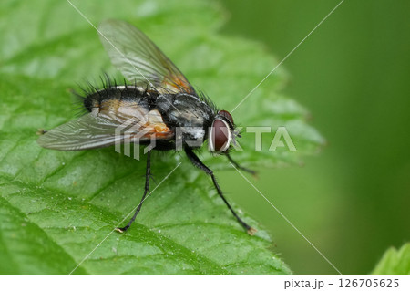Closeup on a Hairy European Tachinid fly, Thelaira nigripes 126705625