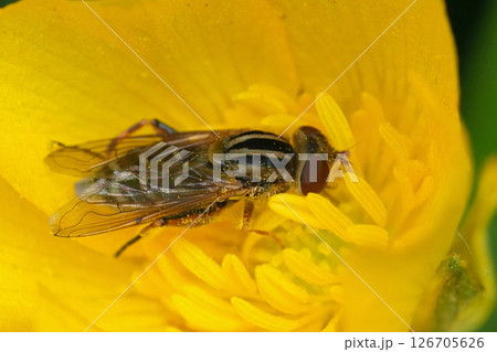 Closeup on a Duck hoverfly, Anasimyia interpuncta on a yellow buttercup flower 126705626