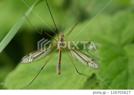 Closeup on the Black-striped Cranefly, Tipula vernalis Closeup on the Black-striped Cranefly, Tipula vernalis 126705627
