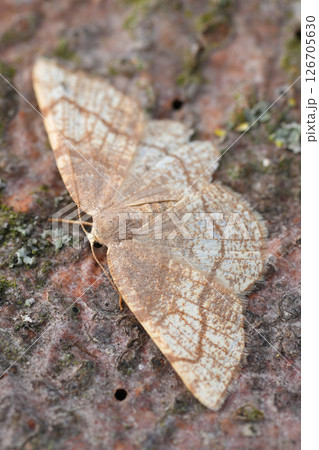 Closeup on a Dorset Cream Wave geometer moth, Stegania trimaculata Closeup on a Dorset Cream Wave geometer moth, Stegania trimaculata 126705630