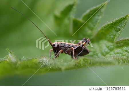 Closeup on a nymph Dark bush-cricket, Pholidoptera griseoaptera Closeup on a nymph Dark bush-cricket, Pholidoptera griseoaptera 126705631