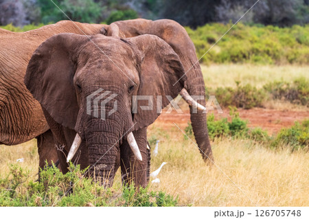 African elephant in Samburu National Reserve African elephant in Samburu National Reserve 126705748