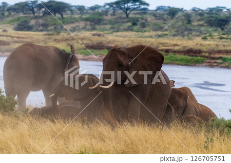 African elephant in Samburu National Reserve 126705751