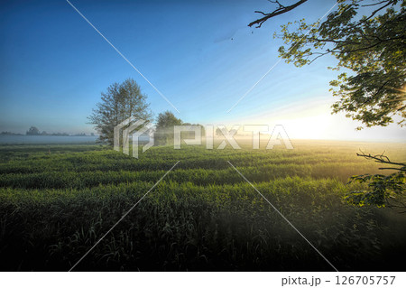 Misty dawn over a field of green grass with sunlit tree branches, creating a serene and peaceful scene in nature's embrace. 126705757
