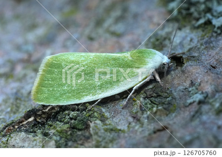 Closeup on the European Cream-bordered Green Pea moth, Earias clorana 126705760