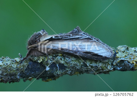 Closeup on a European Swallow prominent owlet moth, Pheosia tremula on a lichen covered twig 126705762