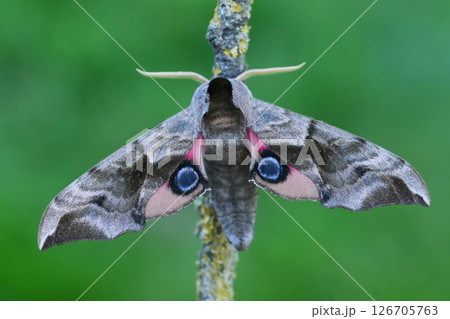 Closeup on the large European Eyed hwak-moth, Smerinthus ocellatus with spread wings against a green background 126705763