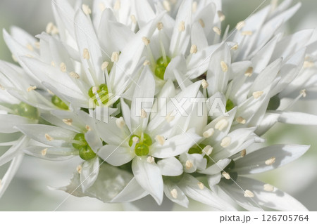 Closeup on a cluster of white Bear leek or garlic flowers, Allium ursinum 126705764