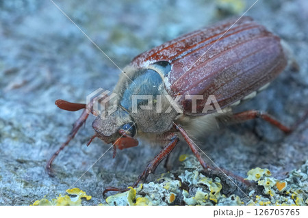 Frontal Closeup on a Maybeetle ,Melolontha melolontha 126705765